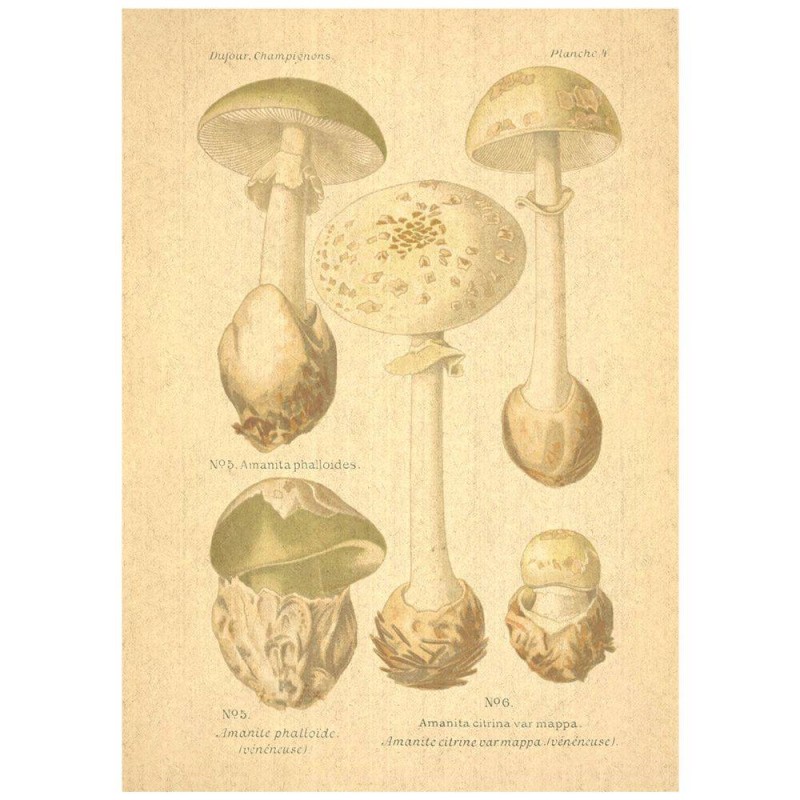 Flax Art Poster | Encyclopedia Mushroom B | FWP-AP-EN5B